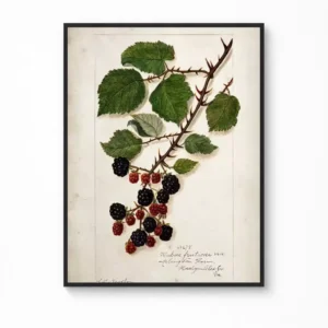 Blackberry Botanical Canvas Poster (1913) – Amanda Almira Newton — Vintage Kitchen Botanical Collection