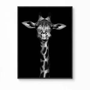Giraffe Portrait — "Savannah Contrast" Wall Art Canvas Poster